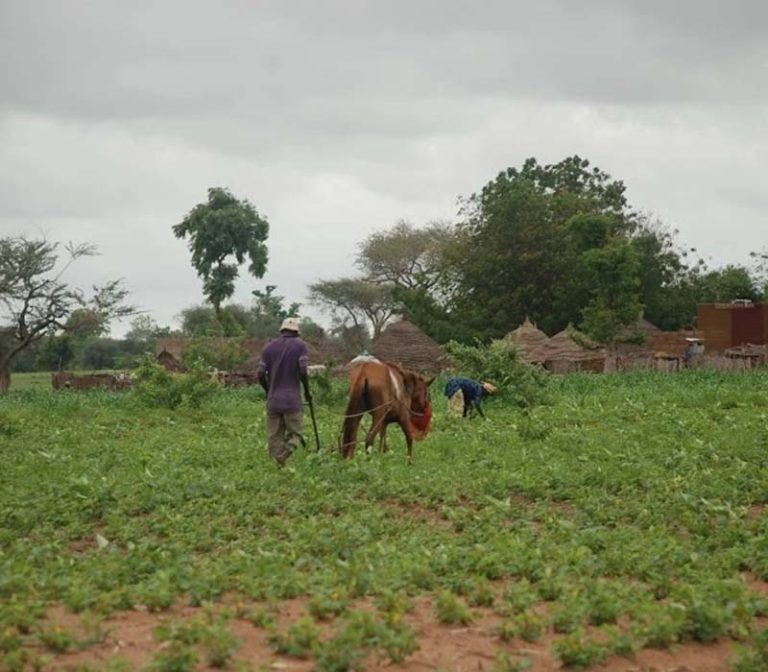 Cooperativismo para construir futuro en el sector agropecuario en Touba Mboul